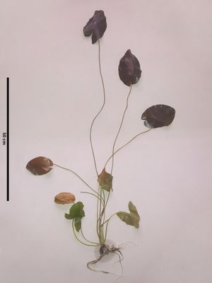 Nymphaea cf. gardneriana의 전체 표본. 여러 개의 뜬잎과 함께 잠긴 잎을 볼 수 있다.