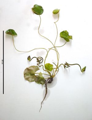 Nymphaea nouchali var. caerulea의 전체 표본