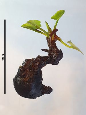 Nymphaea gigantea "Albert De Lestang"의 뿌리줄기