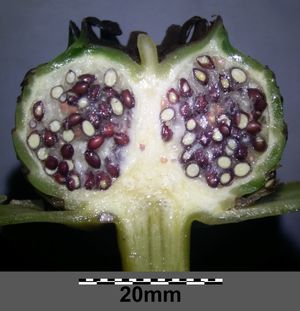 수련속 열매의 반쪽