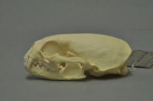 얼룩목수달의 두개골