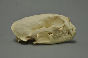 옆에서 본 두개골. 족제비과에서 흔히 볼 수 있듯이 주둥이가 짧고, 이 종에서 매우 강력한 물기를 가능하게 하는 뚜렷한 시상 능선이 있다.