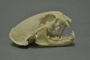 아프리카민발톱수달의 두개골