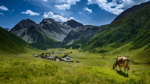 알프스의 목초지. 알프스 치즈는 고지대에서 발견되는 다양한 종류의 허브와 꽃으로 특징지어진다.
