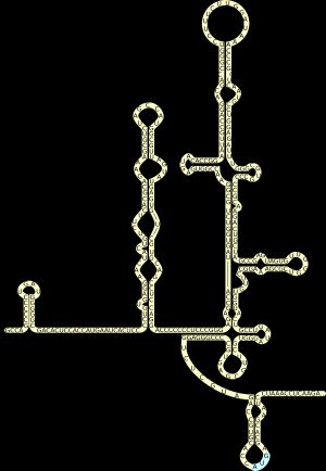 HCV 5'-UTR에 위치한 IRES의 구조