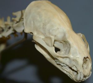 북아메리카수달의 두개골