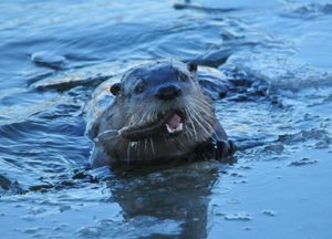 시드스키 국립 야생동물 보호구역(와이오밍)에서 흰빨판상어(Catostomus commersonii)를 먹는 북아메리카수달