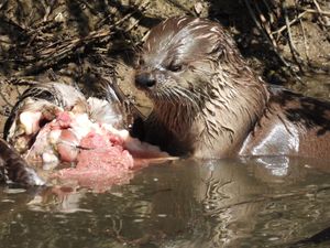 물새를 잡아먹는 모습, 캘리포니아