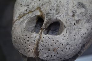 아메리카악어 두개골의 주둥이