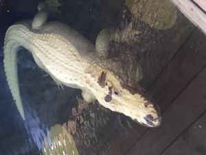 백변종 미국앨리게이터 (관련 종: Alligator mississippiensis)