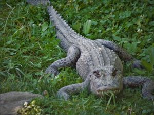 동물원 잔디밭에서 일광욕을 하는 미국 악어