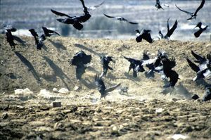 쓰레기더미를 뒤지는 큰까마귀 떼