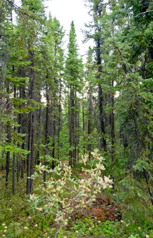 옐로나이프 외곽의 타이가, 노스웨스트 준주