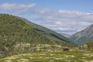 노르웨이 도브레피엘-순달스피엘라 국립공원에 있는 수컷