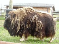 털갈이하는 사향소