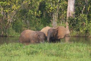 새끼와 함께 샘에서 물을 마시는 암컷