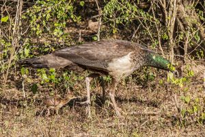 인도공작은 인도와 스리랑카의 덤불 지대에서 발견된다. 사진은 새끼를 거느린 암컷이다.