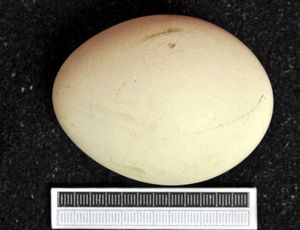 비스바덴 박물관 소장 알.