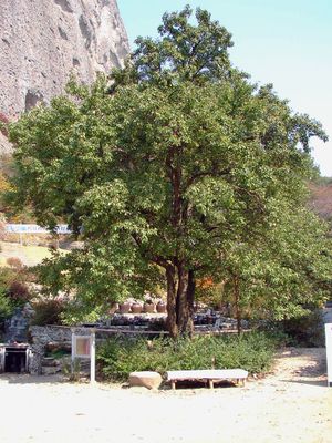 은수사 청실배(배나무)