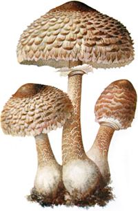 우산버섯(Macrolepiota procera)