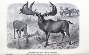 1897년 조지프 스미트(Joseph Smit)가 그린 암수 아일랜드 엘크의 구식 복원도