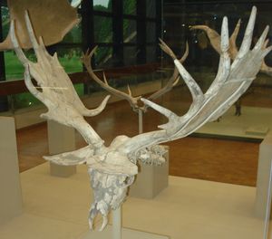 M. g. antecedens의 두개골