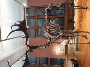 켈빈그로브 미술관 및 박물관에 전시된 아일랜드 거대사슴의 골격