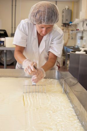 체다 치즈의 커드를 커드 커터로 절단하는 모습