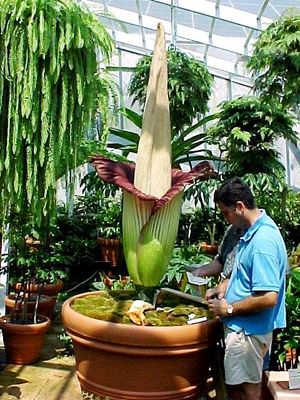 2001년 마이애미(Miami, Florida, US)의 페어차일드 열대 식물원(Fairchild Tropical Botanic Garden)에서 개화한 Amorphophallus titanum