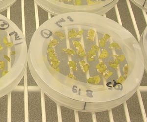 아그로박테리움을 사용하여 형질전환된 식물 (S. chacoense). 형질전환된 세포가 잎 조각 측면에 캘러스를 형성하기 시작함