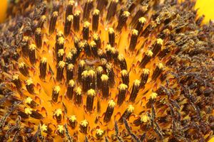 자루가 없는 두상화서(capitulum)를 이루는 잎자루가 없는 원반 모양의 꽃차례