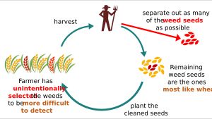 바빌로프 의태의 진화: 농부는 씨앗을 풍선하거나 (또는 작물에서 잡초를 제거) 가능한 한 많은 잡초를 제거하기 위해, 작물을 가장 잘 닮은 잡초를 의도치 않게 선택한다.