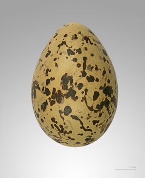 알 (H. ostralegus) MHNT