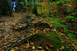  예디괼레르 국립공원 내 야생 동물