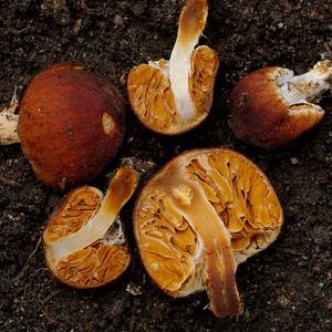 Setchelliogaster는 주름버섯목에 속하는 위장버섯 속으로, 과(科) 분류가 Incertae sedis(불확정)인 속이다.