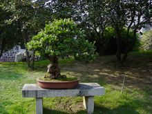 중국 우한의 락 앤 분경 박물관에 있는 분경