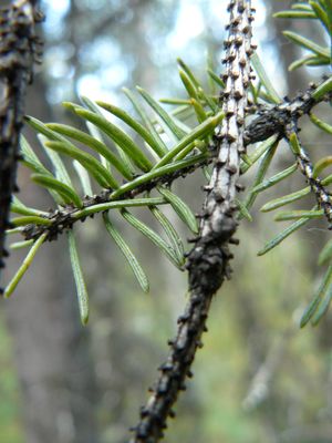바늘이 떨어진 후에도 엽침이 남아있다 (흰 가문비나무(Picea glauca))