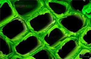 가문비나무 세포의 구조