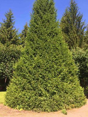 페테르호프 공원의 가문비나무