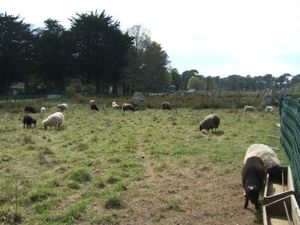 새로운 관리 전략의 일환으로 케르레스크 열석 주변에서 풀을 뜯는 양들