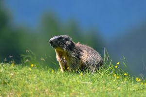 스위스 국립공원 내 발 트룹춘의 마멋