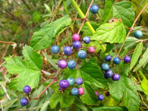 Ampelopsis glandulosa var. heterophylla
