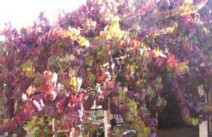 가을 단풍이 든 Vitis coignetiae