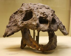 스쿠토사우루스 두개골