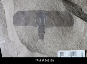 'Eurypterus' sp.의 A형 생식 부속지