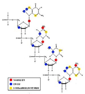 DNA 손상의 이유와 부위