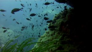 체르키에우와는 인기 있는 다이빙 명소이다.