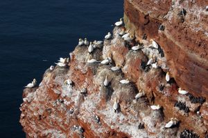 북부 바다새의 번식 군체, 헬리골란트 제도 북해에 위치