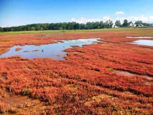 Salicornia europaea (가을), 노토로 호수, 아바시리, 홋카이도, 일본