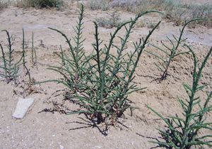 바쿠, 아제르바이잔에 있는 Salicornia europaea
